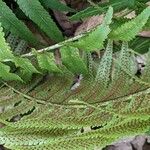 Dryopteris atrata Плід