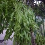 Fraxinus angustifolia 葉