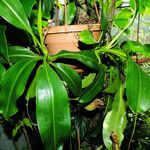 Nepenthes mirabilis Агульны выгляд