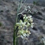 Gomphocarpus integer Flower