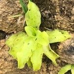 Pinguicula grandiflora Leaf