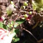 Scrophularia glabrata 花