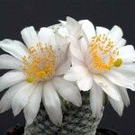 Mammillaria albiflora Flower