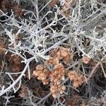 Schizogyne sericea Plod