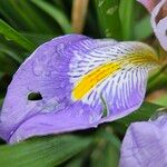 Iris unguicularis Flower