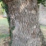 Quercus robur Ekosanga