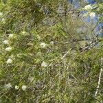 Melaleuca linariifolia Folla