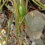 Brassavola cucullata Frukt