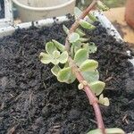 Portulacaria afra Лист