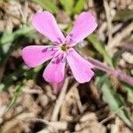 Saponaria ocymoides 花