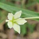 Gomphocarpus fruticosus Flower