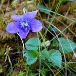 Viola riviniana आदत