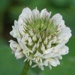 Trifolium repens Květ
