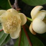 Schisandra grandiflora Floro