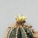 Astrophytum capricorne 花