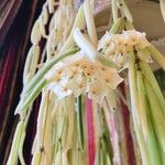 Hoya linearis Blomma