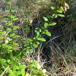 Vaccinium myrsinites Leaf