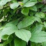 Dioscorea hispida 葉