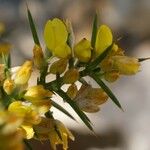 Ulex parviflorus 花