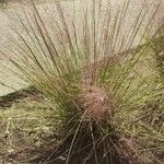 Muhlenbergia capillaris Хабит