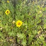 Encelia californicaKwiat