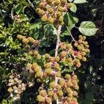 Rubus ulmifolius Φρούτο