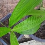 Cocos nucifera পাতা