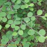 Cotoneaster nummularius Other