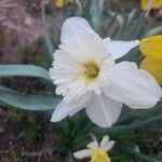 Narcissus × incomparabilis Květ