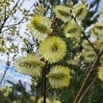 Salix atrocinerea Flower