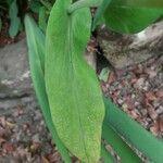 Bupleurum longifolium Leaf