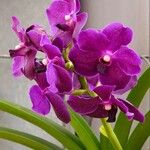 Vanda coerulescens Cvet