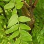 Gleditsia sinensis Blad