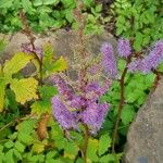 Astilbe chinensis