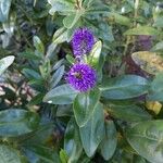 Hebe salicifolia Fleur