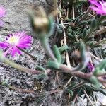 Drosanthemum hispidum 葉