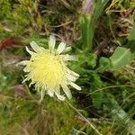 Urospermum dalechampiiFlor