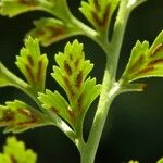 Asplenium cuneifolium Fruit