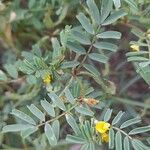 Hippocrepis biflora Likasa