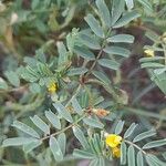 Hippocrepis biflora Leaf