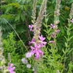 Lythrum salicariaFlower