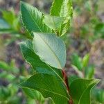 Salix foetida Blad