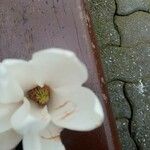 Magnolia sieboldii Цвят