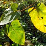 Reynoutria sachalinensis Blatt