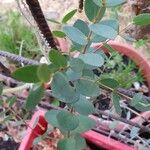 Eucalyptus parvula Fuelha