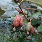 Elaeagnus × submacrophylla Fruto