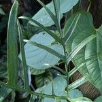 Philodendron tortum Blad