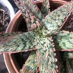 Aloe rauhii পাতা