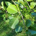 Alnus incana Blad