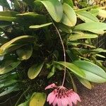 Bulbophyllum longiflorum ശീലം